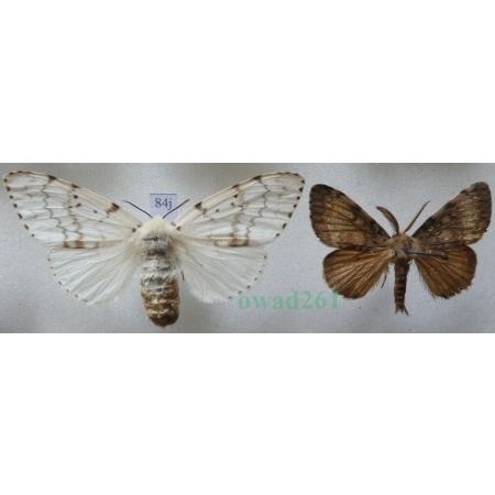 Lymantria dispar (Linnaeus, 1758) pair Brudnica nieparka Czech84j